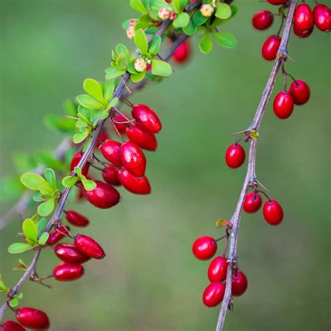 burberry fruits|are berberis berries poisonous.